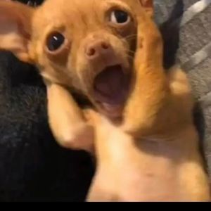 Meet your Posher, Daisy